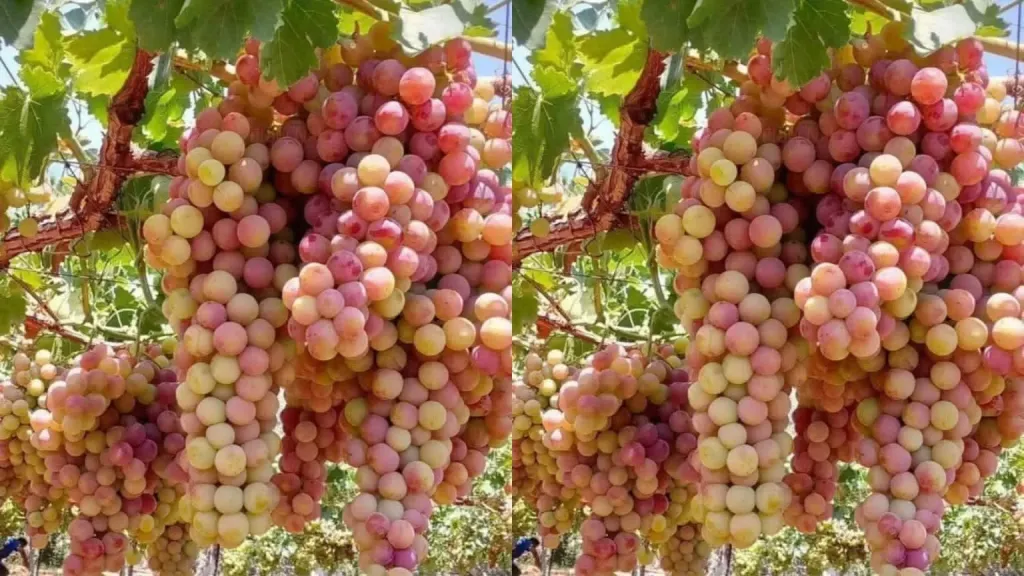 فاكهة بلا بذور تغزو الأسواق وتدعم الصادرات
