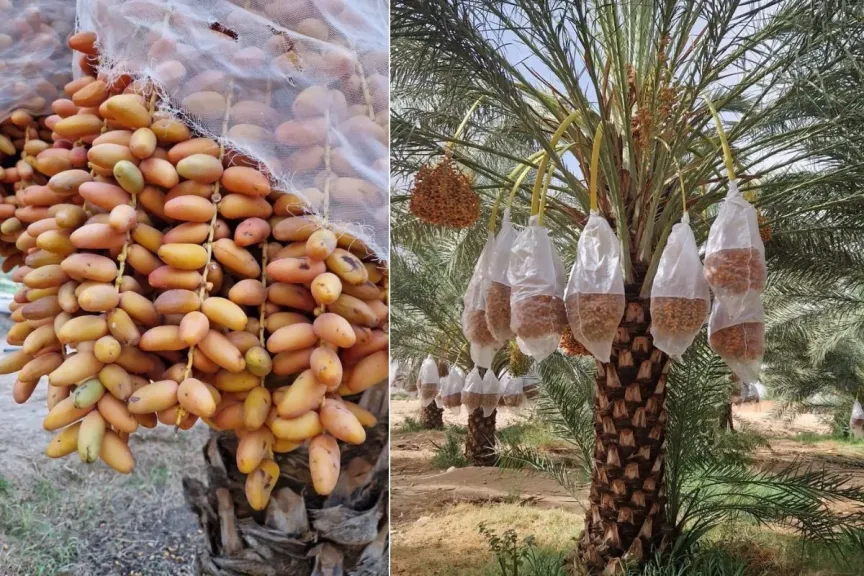 أزمة البحر الأحمر تعيق وصول التمور التونسية الطازجة إلى آسيا قبل رمضان