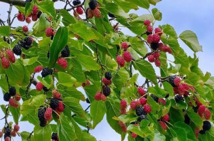 التوت.. كنز غذائي يحمي القلب ويقاوم الأمراض المزمنة