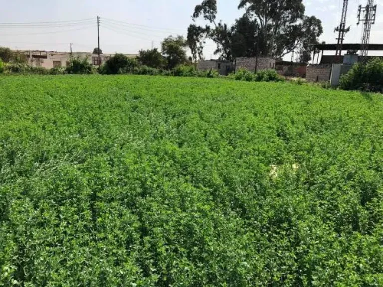 تعرف على أفضل موعد لزراعة البرسيم الشتوي