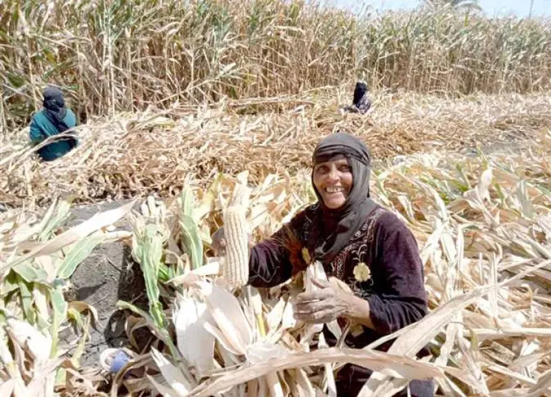 إرشادات ضرورية لمزارعي الذرة الشامية لحصاد مثمر ومضمون