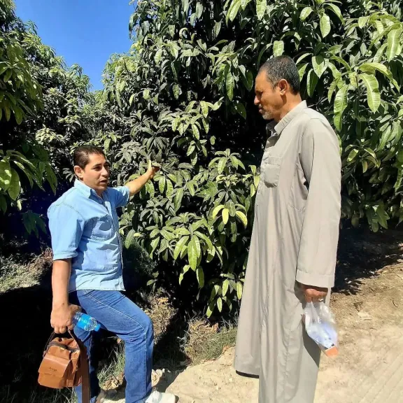 لماذا تصاب أشجار المانجو بالهباب الأسود؟