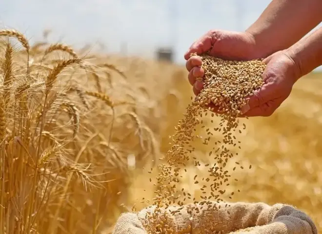 برنامج قومي ينقذ القمح المصري من تحديات المناخ