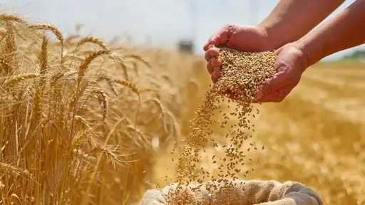 برنامج قومي ينقذ القمح المصري من تحديات المناخ