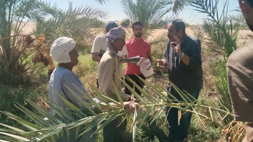 الزراعة تطلق أجهزة ذكية لرصد سوسة النخيل