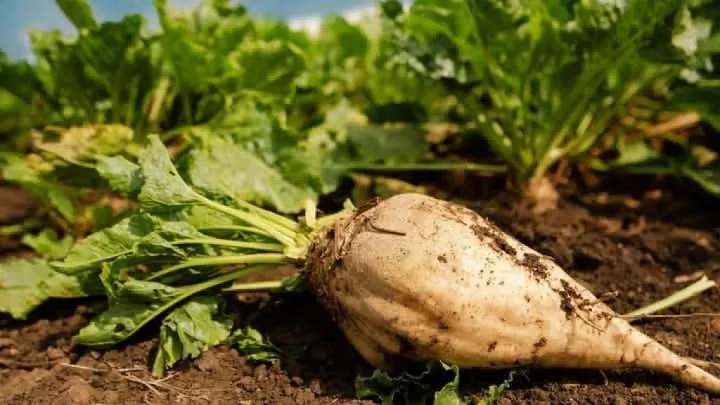الزراعة تنشر خريطة المحاصيل الجاهزة للزراعة