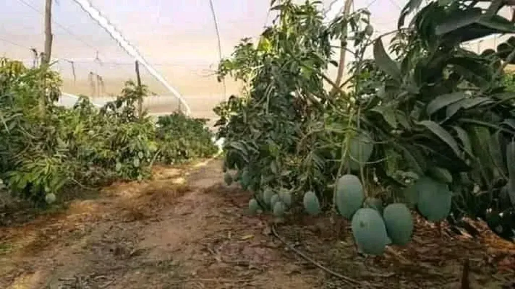 أسرار نجاح المانجو تحت الصوب الخشبية الحديثة