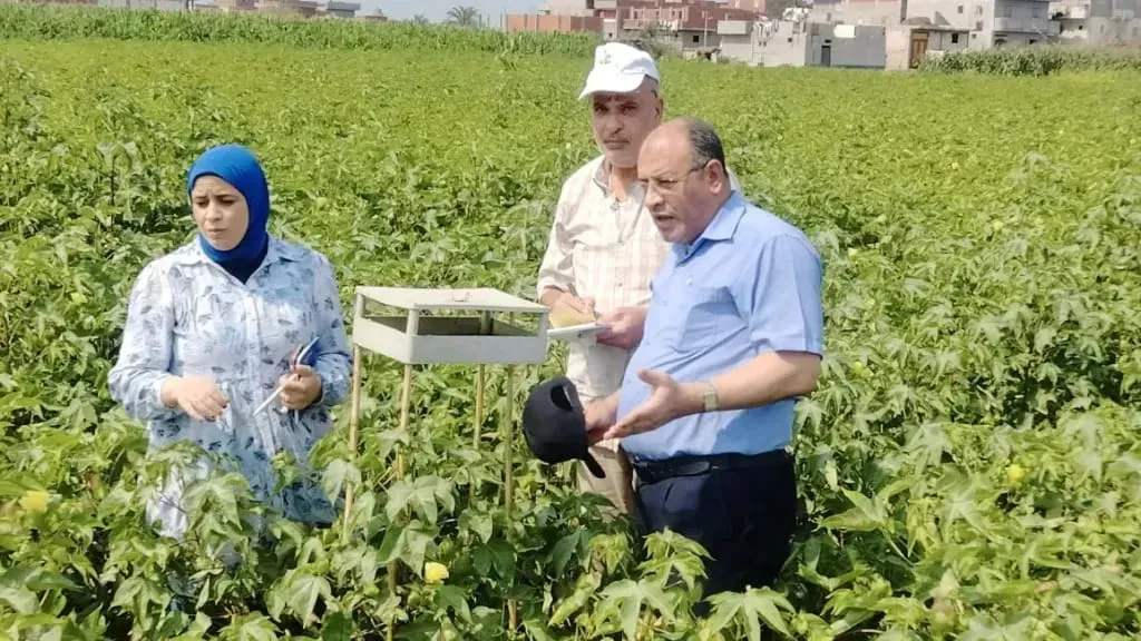 زراعة البحيرة تعلن انتهاء الرش الوقائي الأول للقطن
