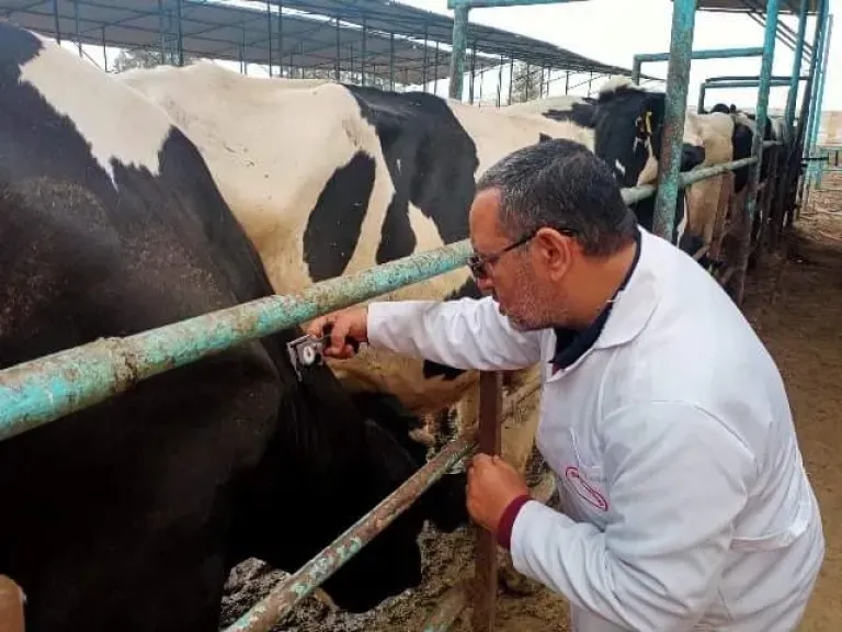 «البورسيلا» يهدد بانهيار الثروة الحيوانية بالكامل