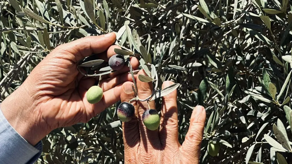 حوار مزارع زيتون .. كيف أمنع المعاومة؟