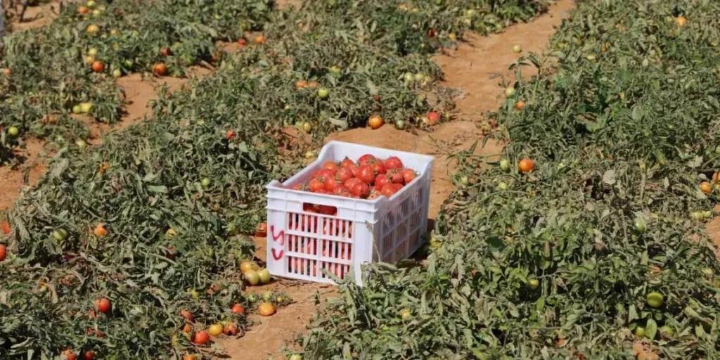 اكتشف المحاصيل الذهبية للأراضي الطينية والصحراوية