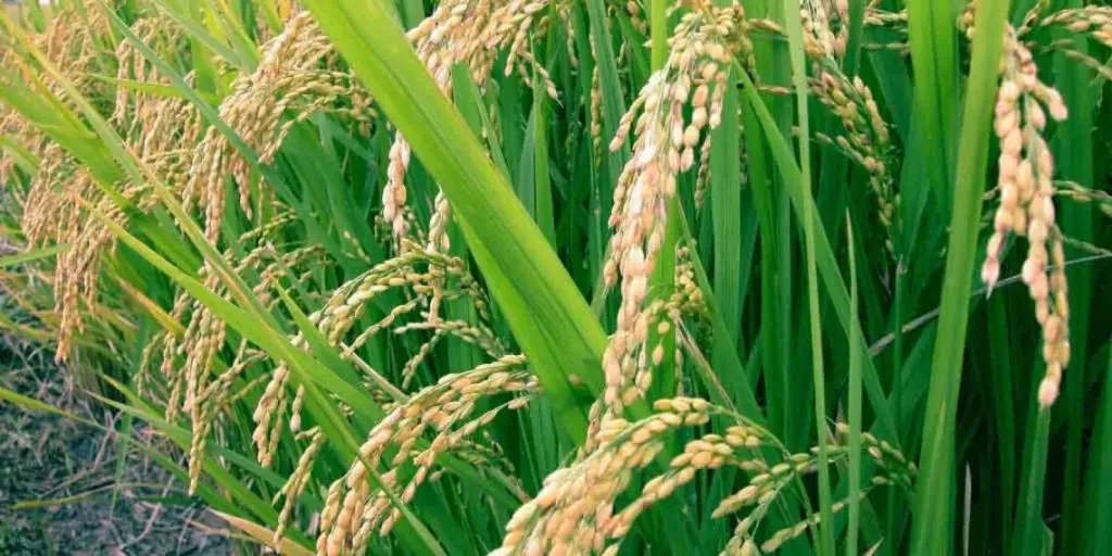 مصر تستنبط 10 أصناف جديدة من الذرة وصنفين مبتكرين للأرز