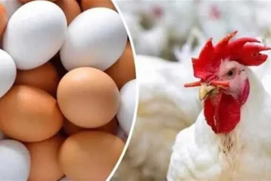 خبير يكشف أسباب تراجع أسعار الفراخ والبيض المفاجئ