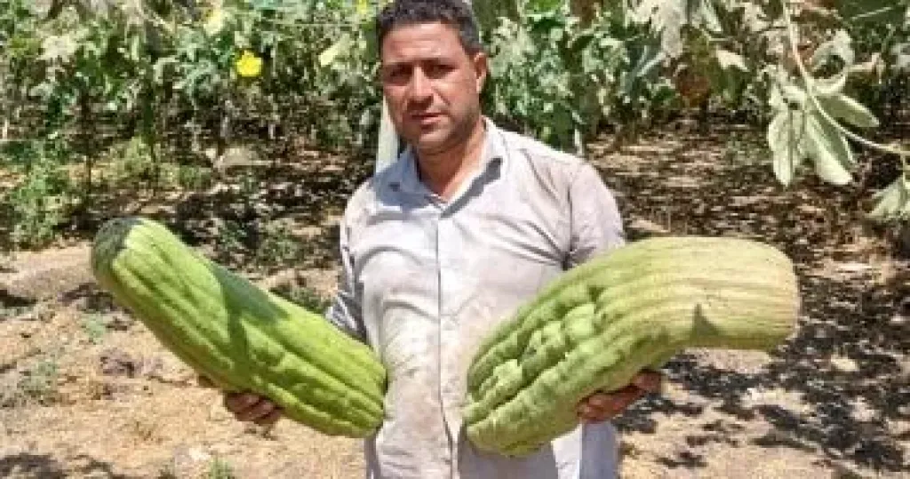 أسباب تصاعد الطلب العالمي على اللوف الطبيعي