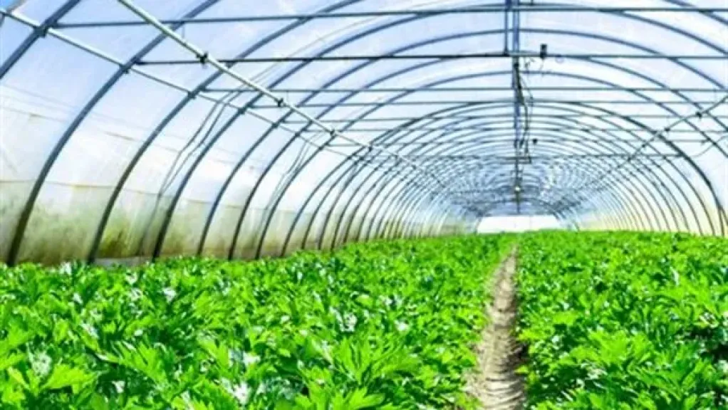 خطة حكومية لحماية الزراعة من أخطار السيول