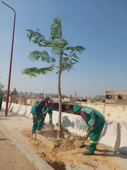 وزيرة التنمية المحلية تتابع الموقف التنفيذي للمرحلة الرابعة من مبادرة ”100 مليون شجرة ”