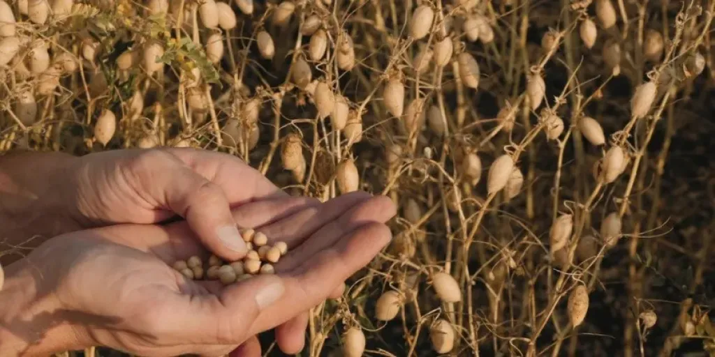 خطوات زراعة الحمص من البذور حتى الحصاد