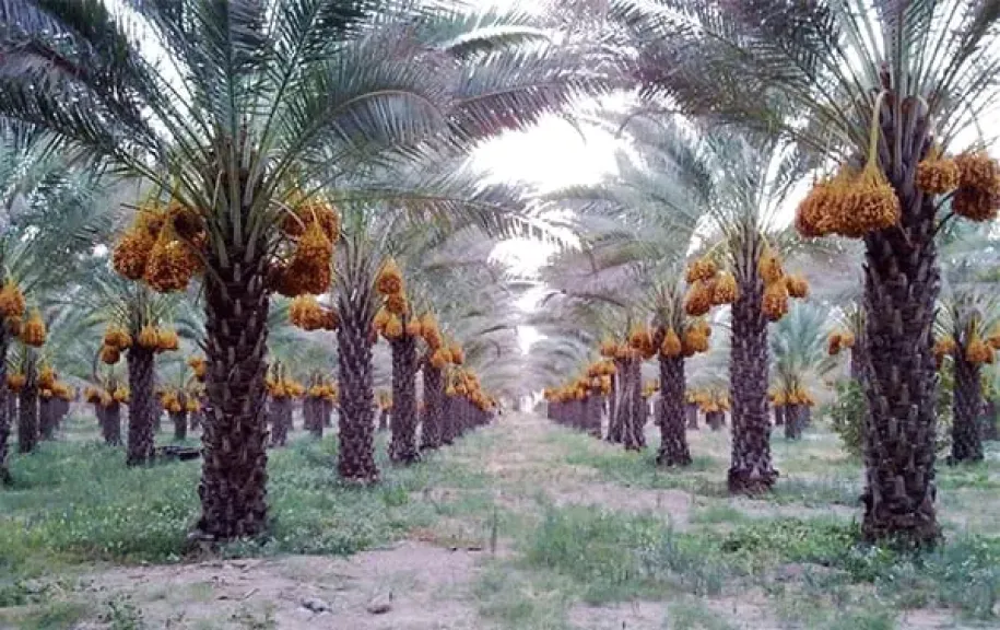 خبير يكشف أسرار فصل فسائل النخيل