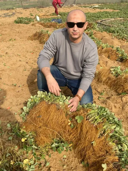 خبير زراعي يكشف كيفية تحقيق أعلى إنتاجية من الفراولة.. ملف كامل