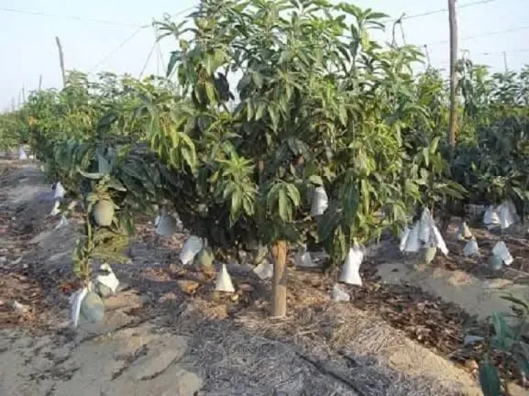 طرق حماية المانجو من حرارة الصيف