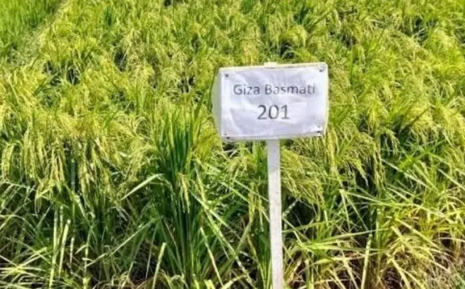 فوائد زراعة الأرز البسمتي في ظل أزمة المياه