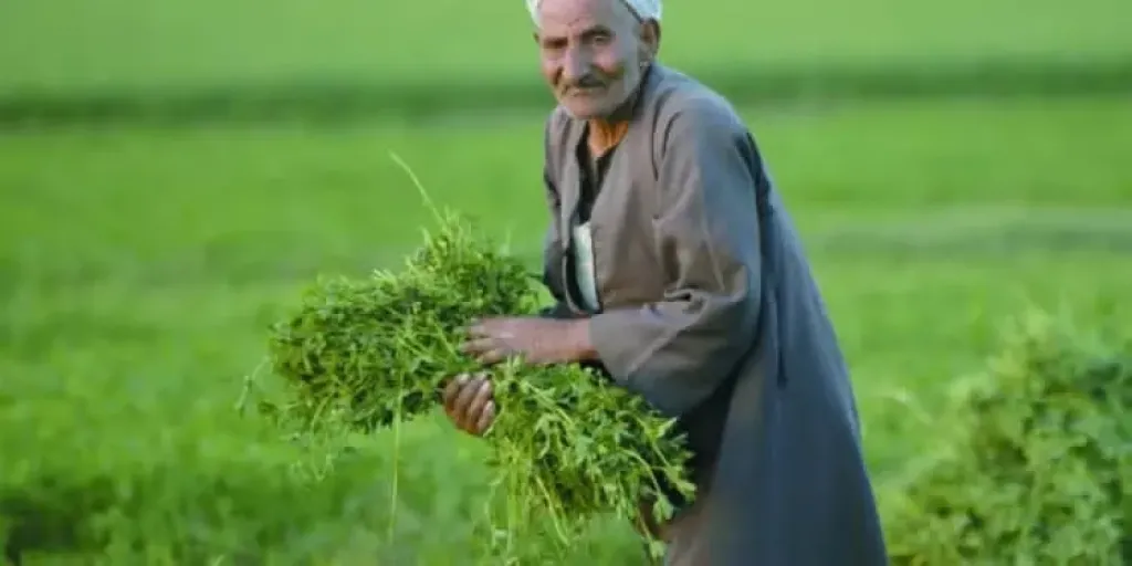 في عيده.. الفلاح المصري شريك التنمية وبطل الأمن الغذائي