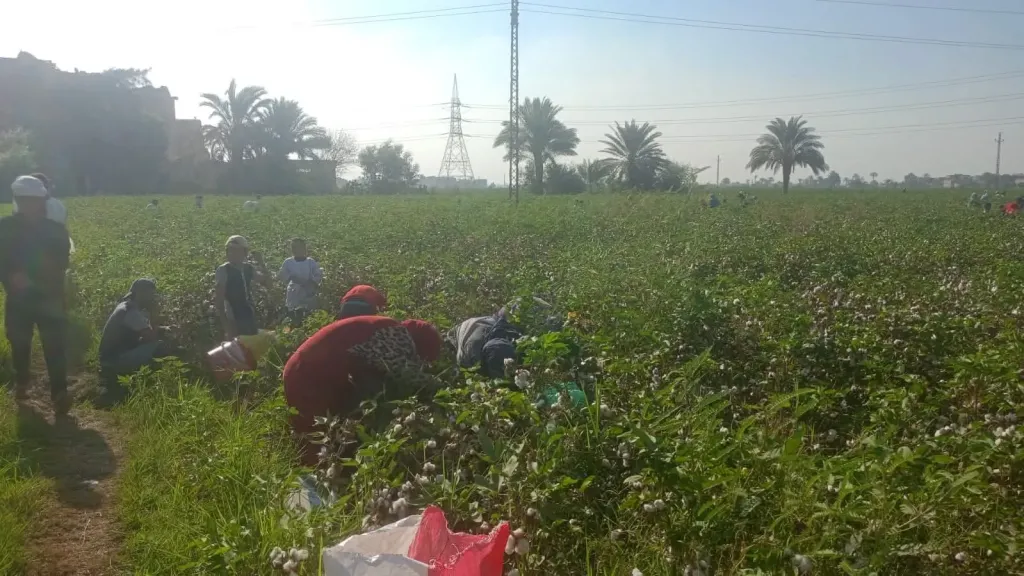 في عيد الفلاح الـ73.. الفيوم تحتفل بدور الفلاح وتواجه أزمة الأرز المخالف