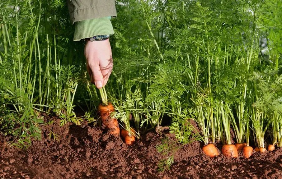 تعرف على التوقيت المثالي لزراعة الجزر في الخريف