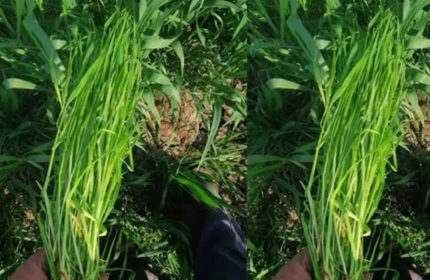 حشيشة الصامة تتسلل إلى الحقول.. وخسائر فادحة تنتظر المزارعين