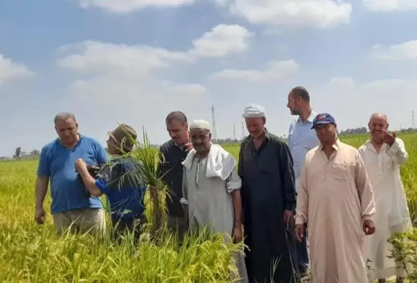 البحوث الزراعية يطلق أكبر حملة دعم فني للمزارعين في أغسطس