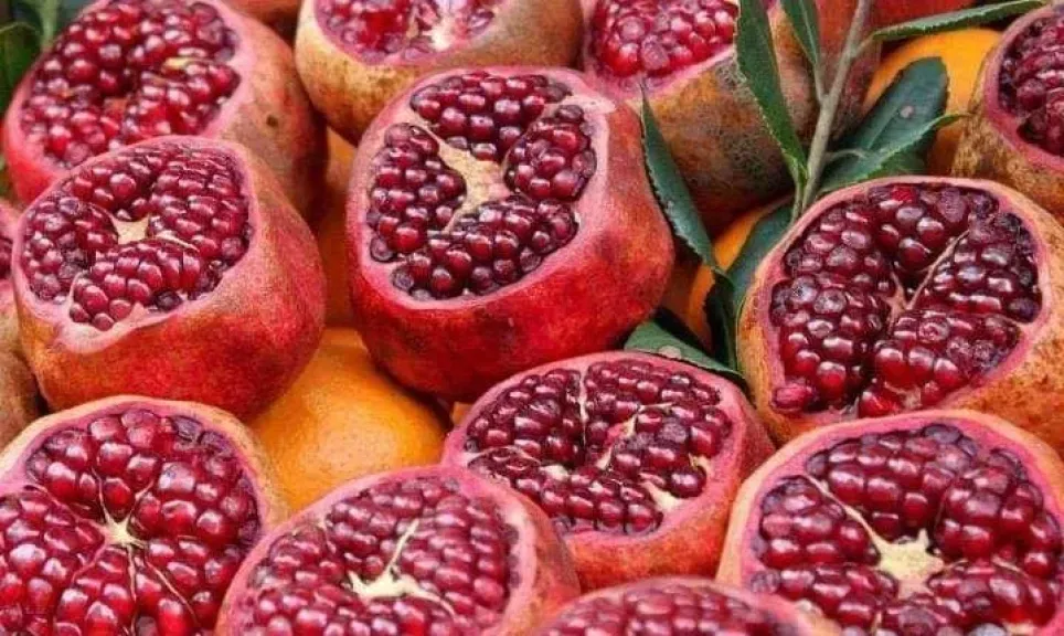 أسباب تصدر الرمان المصري لأسواق أوروبا والخليج