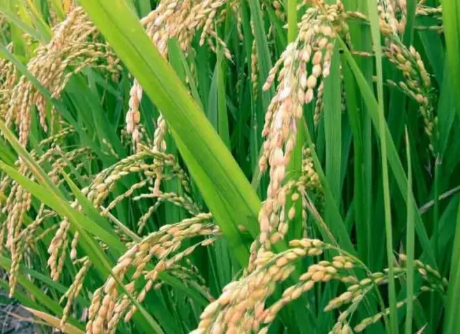 طرق فعالة لحماية محصول الأرز من الرقاد
