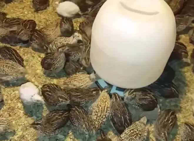 نصائح ذهبية لتغذية السمان بأقل التكاليف