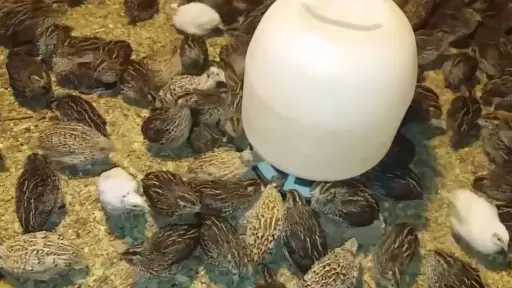 نصائح ذهبية لتغذية السمان بأقل التكاليف