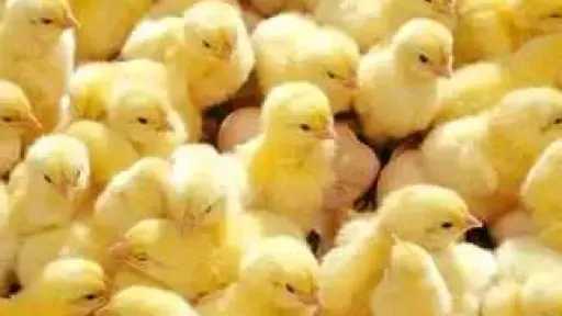 كيف تهدد أزمة الكتاكيت صناعة الدواجن في مصر؟