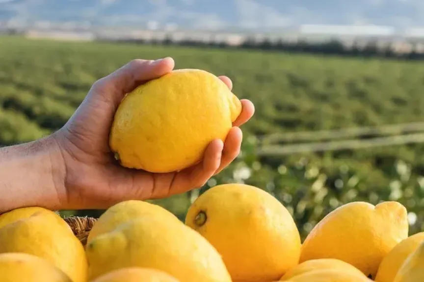 انخفاض متوقع في إنتاج الموالح بإسبانيا