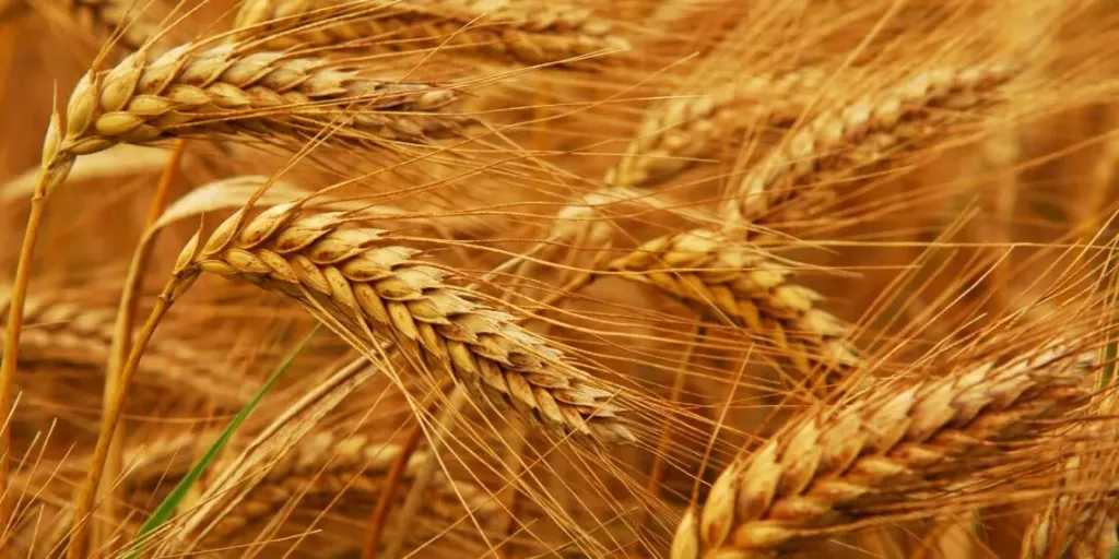 كيف يؤثر سعر القمح على رغيف الخبز؟