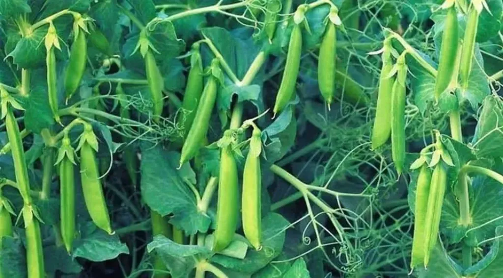تحذيرات من آفات الخريف وارتفاع الرطوبة الخطير