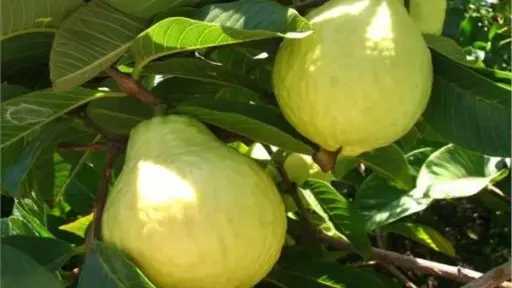 توصيات هامة لمزارعي الجوافة وبنجر السكر في سبتمبر