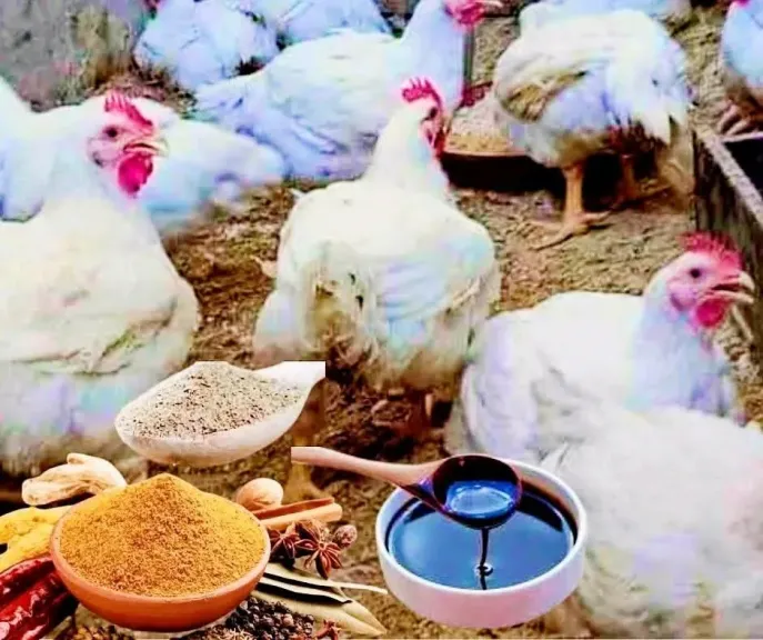 سعر الدواجن في مصر اليوم الثلاثاء 16 - 9 - 2025