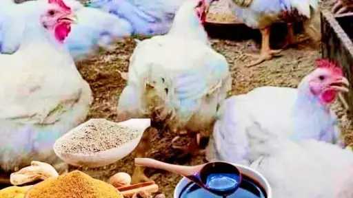 سعر الدواجن في مصر اليوم الثلاثاء 16 - 9 - 2025