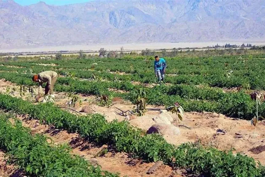 أسيوط تشتعل غضبًا بعد رفع إيجارات الأراضي