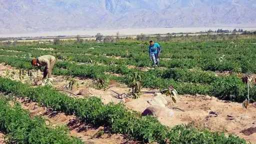 أسيوط تشتعل غضبًا بعد رفع إيجارات الأراضي