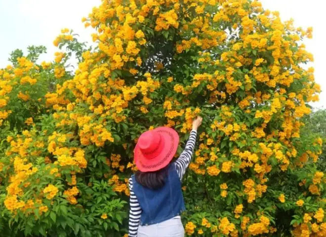 فوائد طبية مذهلة لشجرة التيكوما تعرف عليها