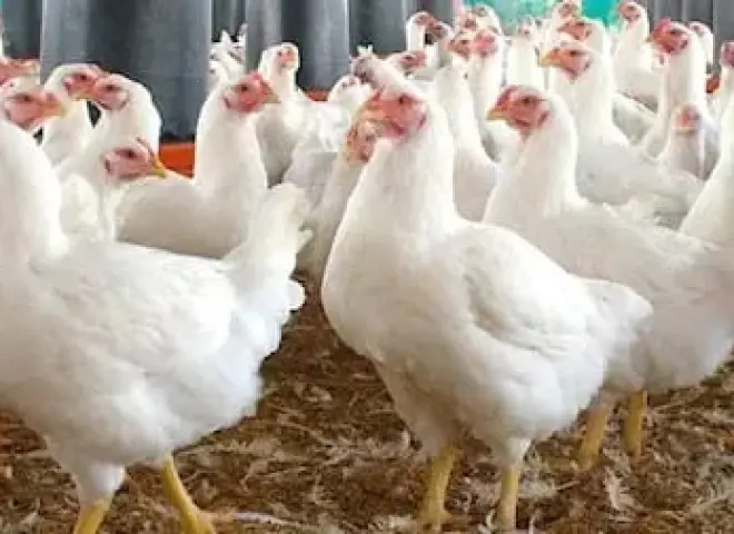 تعرف على أسباب تراجع أسعار الدواجن