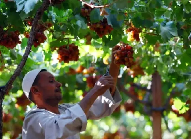 برنامج زراعي شامل للعناية بالعنب خلال سبتمبر