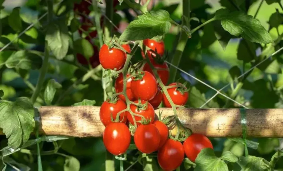 ONSSA تنفي تعليق واردات الطماطم الكرزية المغربية من أوروبا
