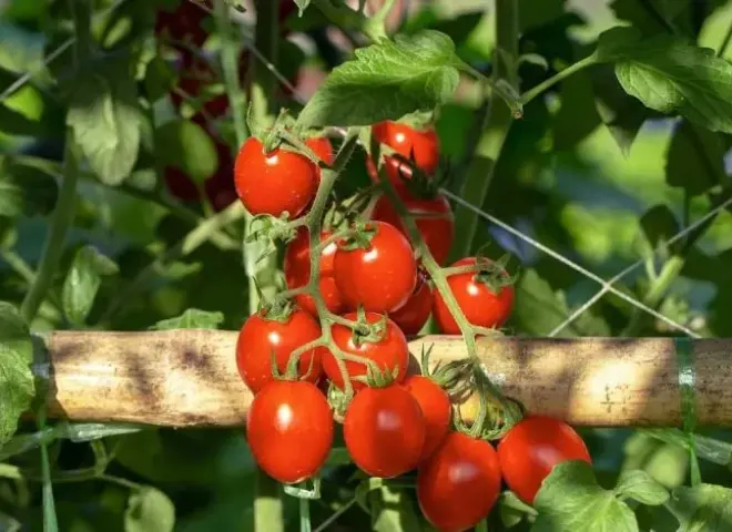ONSSA تنفي تعليق واردات الطماطم الكرزية المغربية من أوروبا
