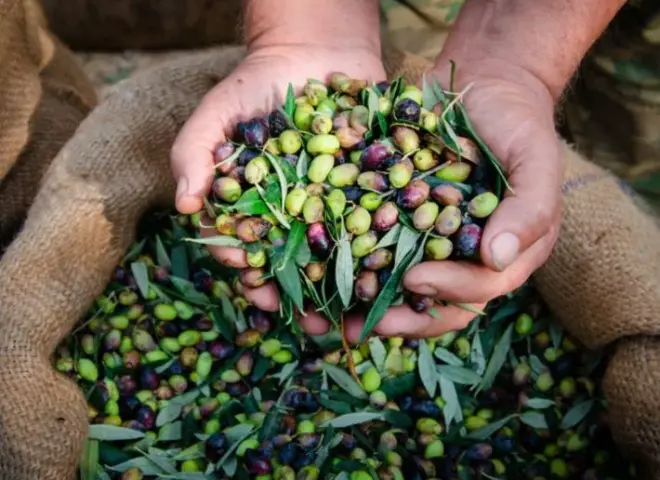 خبير يرصد أخطاء شائعة في حصاد الزيتون
