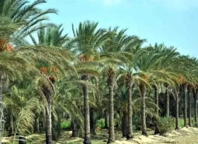 تعرف على طرق إنقاذ النخيل بعد الشتل
